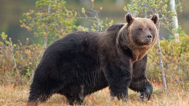 En björn angrep en stövare när den jagade hare utanför Alfta på tisdagen.