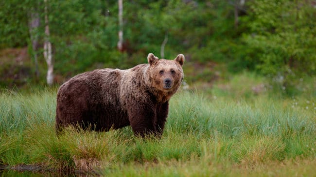 En skadskjuten björn eftersöks i Norge. (Arkivbild)