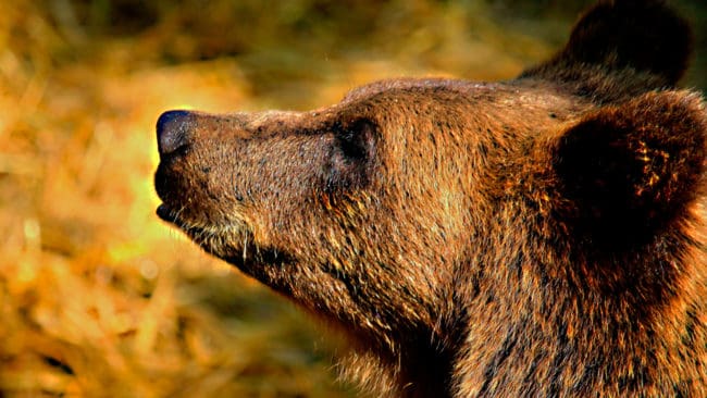 Även Sandviken har fått besök av en sopletande björn. Gävleborgs län har nu en så stor björnstam att det även börjar märkas i tätorter. (Arkivfoto)