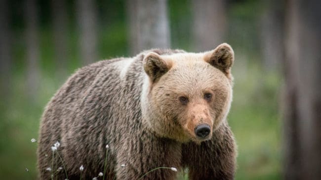 På björnjaktens tredje förmiddag återstod endast sex björnar i östra Gävleborg. Licensjakten går i rekordfart i länet även i år.
