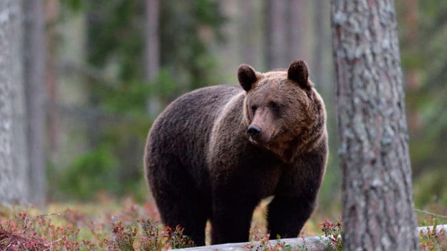 Över 50 björnar har fällts under skyddsjakt i år i renbetesområden i Jämtland, Västerbotten och Norrbotten.