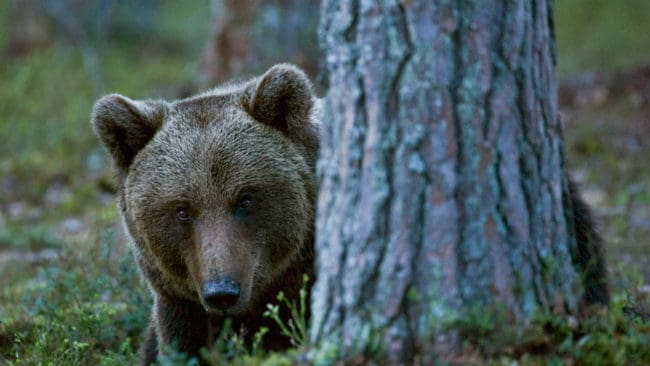 Det var ingen byråkratmiss hos den aktuella viltvårdsområdesföreningen som låg bakom att två björnjägare utanför Sundsvall åtalas för att ha fällt en björn illegalt, påpekar områdets ordförande.