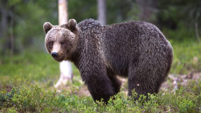 Det blir en honkvot under årets björnjakt i Dalarna, precis som förra året.