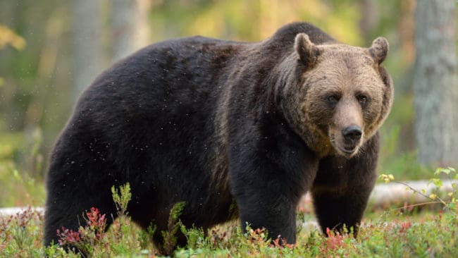 Simon Blind fällde sin första björn och den visade sig vara rekordstor.