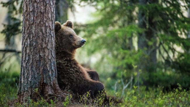 Är björnstammen i Jämtland större än den senaste inventeringen visade?