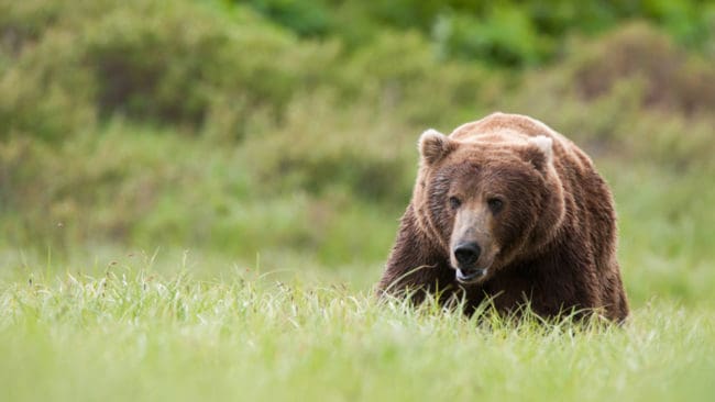 Natten till torsdagen sköts en björn i närheten av Oslättsfors i Gävle kommun.
