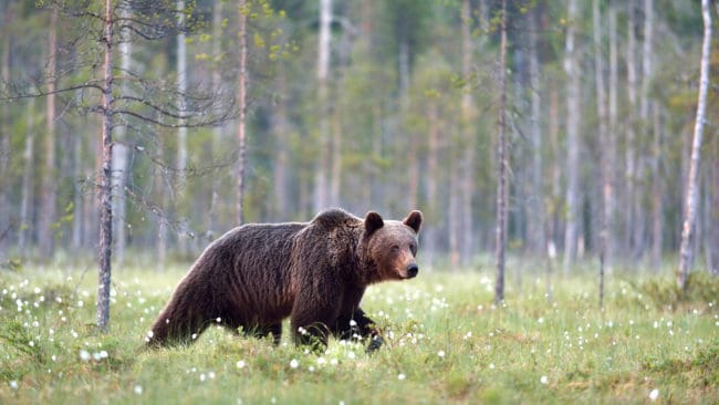 Björnen lade beslag på älgen som Sven sköt på.