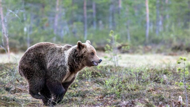 För att distrahera björnen slängde Anna tröjan bakom sig.