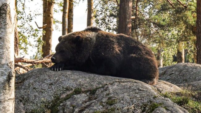 Kraftiga regnskurar har försvårat eftersöket på den skadeskjutna björnen i Värmland. Ännu har den inte lokaliserats.