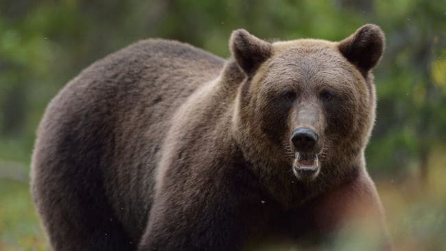 Två björnar har skjutits av jägare i nödvärn i helgen. En i Arjeplog och en i Örnsköldsvik.