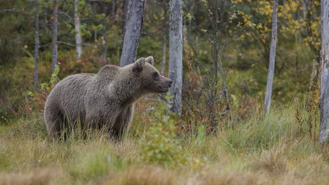 Två björnar är fällda i Västernorrlands län.