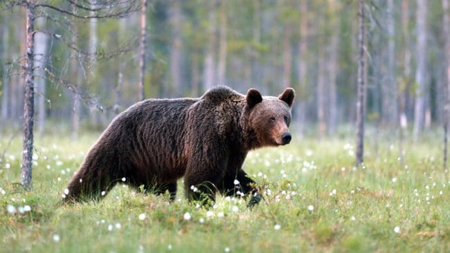 Två björnar får fällas i Värmland.