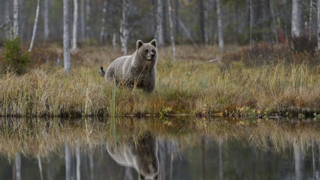 Endast tre björnar återstår att fälla av de 30 tilldelade i Gävleborgs län. I delområde 1 är jakten avlyst, medan de sista tre får fällas i delområde 2.
