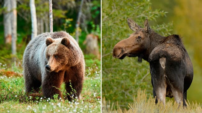 Viltförvaltningsdelegationen i Dalarna har beslutat att fastställa jakttider för älg för tre år framåt, att sänka fällavgifterna för älg och för att jakten på björn ska ha samma riktlinjer som förra året.