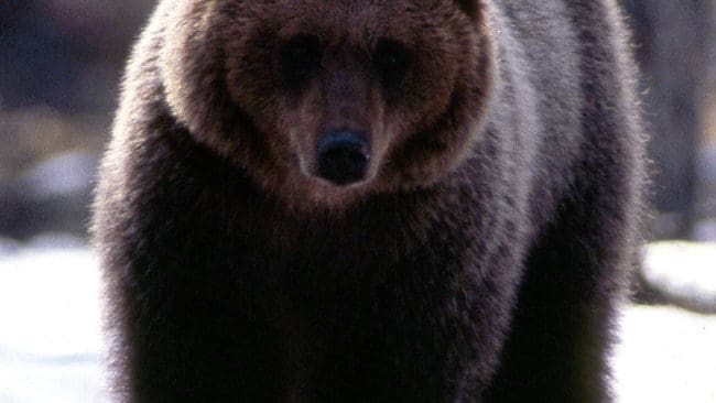 Björn vid åtel. Åteljakt på björn ger flera fördelar och borde tillåtas, anser Jägarnas Riksförbund. Det är viktigt att få ett bra regelverk. Då slipper vi den här typen av avarter, kommenterar förbundsbasen Conny Sandström med anledning av Lofsdalen-fallet.