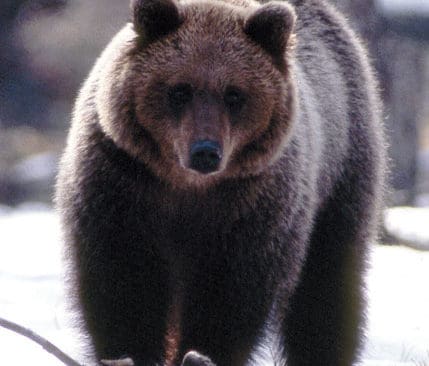 Jägarnas Riksförbund vill göra det lagligt att fälla björn vid åtel och föreslår bland annat att åteln inte får ligga närmare än en kilometer från bostäder.