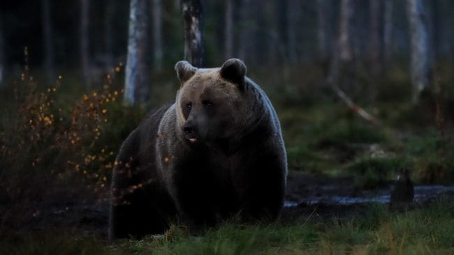 Vallstabon Anna Löf mötte björn alldeles vid byn mitt i natten. (Arkivbild)