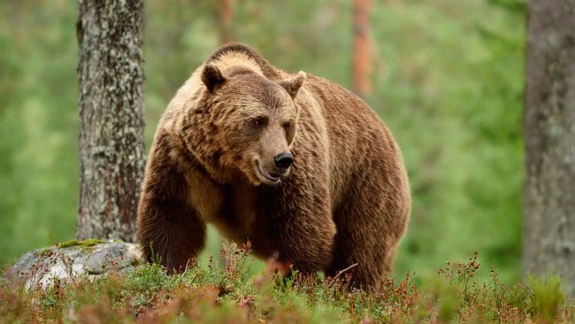 I år blir det licensjakt på 20 björnar i Norrbotten. Den rekordstora skyddsjakten på björn i år har gjort att licenskvoten bantats med 14 björnar, jämfört med förra året.