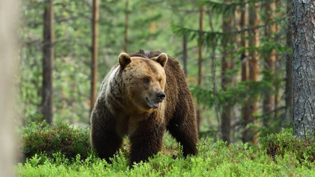 26 björnar får fällas i Västerbotten i år.
