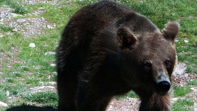 Bara under 2004 skadades 33 personer av björn i Slovakien, men björnjakten hindras av både nya jaktregler och trög byråkrati.