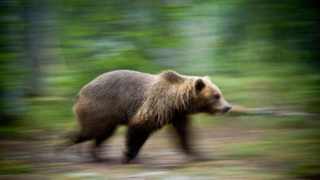 En jägare i Bergs kommun hävdar att han sköt en attackerande björn i nödvärn. (Arkivbild)