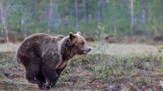 Att vid licensjakt på björn byta ut en trött hund mot en pigg är inte tillåtet, eftersom drevbjörnen också är trött.