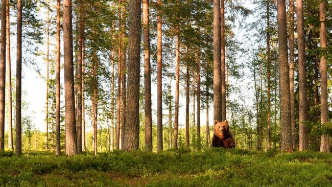 Fågeljägaren Kent R Olsen attackerades av en björn, men björnen krockade med en tall och föll död ner alldeles bakom honom. Troligtvis bröt den nacken. (Arkivbild)