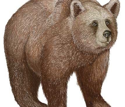 Björnkvoten bör höjas med hundra procent i Härjedalens kommun, anser kommunalrådet.