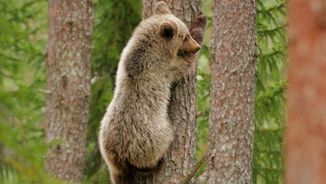 Björnungen satt i ett träd under älgjakten i oktober när den sköts. Nu åtalas den 65-årige skytten för grovt jaktbrott. (Arkivbild)