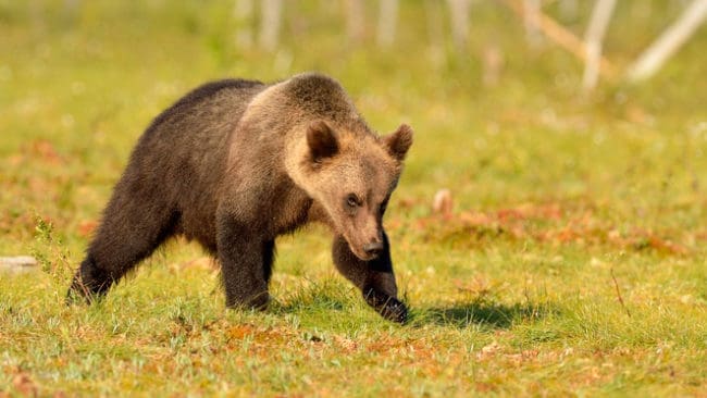 Jägaren Anders Larsson fällde den andra och sista björnen i delområde 1 i Norrbotten. (Arkivbild)