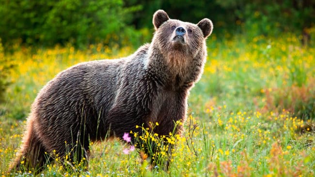 Idag tog årets licensjakt på björn slut i Västernorrland sedan den 35:e björnen fälldes i morse. Det skedde i Sundsvalls kommun.