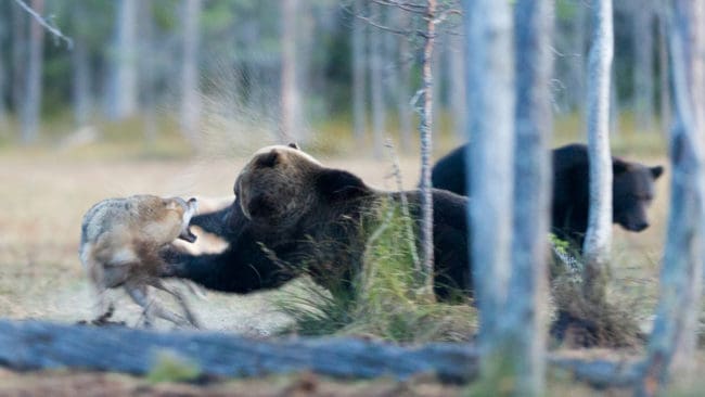 Kamp mellan björn och varg om rester av klövvilt. Vid det här tillfället fintade vargflocken lätt bort de klumpiga björnarna. En av vargarna lyckades nalla köttresterna med hjälp av flockmedlemmarnas avledningsmanövrar. Men björnarnas totala predation på kalvar gör att vargarna måste ägna mer tid åt jakt, visar en SLU-studie.