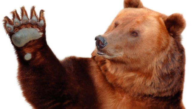 Säg hej till ny byråkrati i årets björnjakt. Besiktningsmännen har inte längre med sig förifyllda CITES-intyg om björnköttet ska säljas. Jordbruksverket hänvisar till att ansöka om intyg via en e-tjänst.