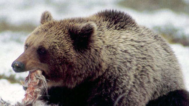 Björnåtlar för jakt är redan förbjudet i Finland. Jaktlagstiftningen väntas skärpas med att alla åtlar för rovdjur förbjuds fram till september, när björnjakten är slut.