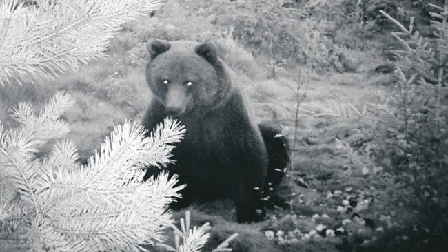 Trots hämmande hundregler och jaktförbud efter solnedgången är det rekordmånga ansökningar om björnåtlar i Jämtland till årets licensjakt på björn.