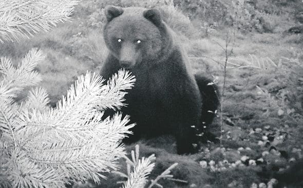 Nattligt bj&ouml;rnbes&ouml;k vid en &aring;tel. Fr&aring;n och med h&ouml;stens licenskjakt p&aring; bj&ouml;rn kan respektive l&auml;nsstyrelse &auml;ven till&aring;ta bj&ouml;rnjakt vid &aring;tel. Men regelverket f&ouml;r jakt vid bj&ouml;rn&aring;tlar &auml;r b&aring;de kr&aring;ngligt och otydligt.