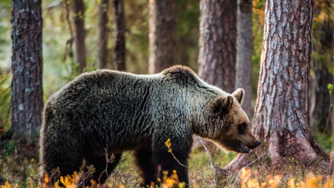 Jaktkritikerna får avslag på ett omedelbart stopp för licensjakten på 60 björnar i Gävleborg. Jakten börjar först den 21 augusti, konstaterar förvaltningsrätten i Luleå lakoniskt.