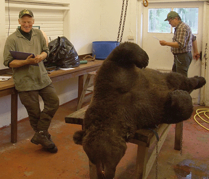 Stefan Friberg och besiktingsmannen &rdquo;Hanse&rdquo; Hansson i slakteriet p&aring; Orsa besparingsskog med den m&auml;rkta bj&ouml;rnen Droppen, som v&auml;gde 180 kilo.
