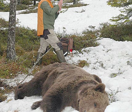 Björnhannen Tobias med sina 241 kilo är den tyngsta björn som märks i det södra märkningsområdet. Björnforskare Sven Brunberg håller på att ladda sprutan för att björnen skall vakna efter sövningen. Bytet av radiosändare på björnen utfördes i norra Dalarna.
