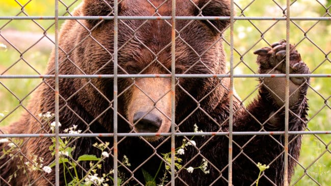 Orsa björnpark har haft sämre säkerhet än andra björnparker i Sverige, avslöjar en rundringning till djurparkerna.