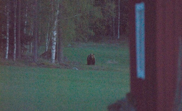 Den h&auml;r bj&ouml;rnhanen attackerade bilar i byn Hillersboda sent i s&ouml;ndags kv&auml;ll.&nbsp;Daniel Skoog&nbsp;lyckades ta en bild p&aring; den.&nbsp;Polisen har beslutat att bj&ouml;rnen&nbsp;f&aring;r avlivas.