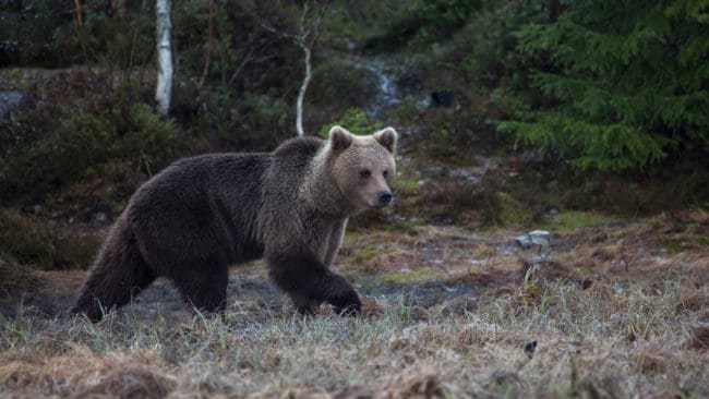 En till björn har skjutits av en hundförare i nödvärn. Den här gången utanför Norråker i Jämtland. (Arkivbild)