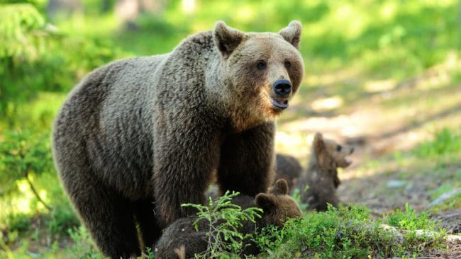 I Sverige har det blivit vanligare att björnhonorna tar hand om sina ungar i hela 2,5 år istället för 1,5 år.