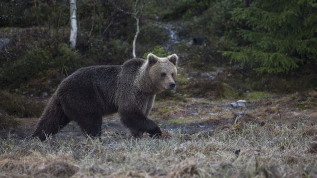Länsstyrelsen i Jämtland beviljar två samebyar tillstånd att skjuta varsin björn.