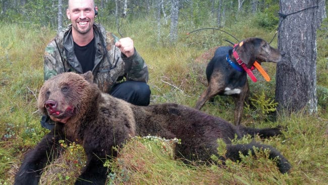 Kvoten för licensjakten på björn i Gävleborg höjs till 50 björnar. Att det skulle behöva skjutas minst 148 björnar i augusti för att nå förvaltningsmålet håller inte länsstyrelsen med om.