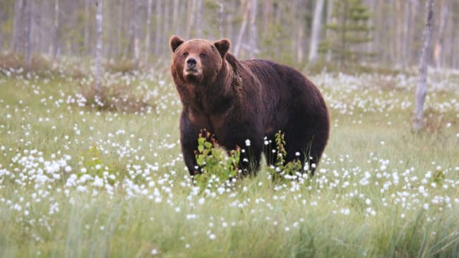 Tilldelningen i Värmlands län är densamma som förra året, då två hanar fälldes.