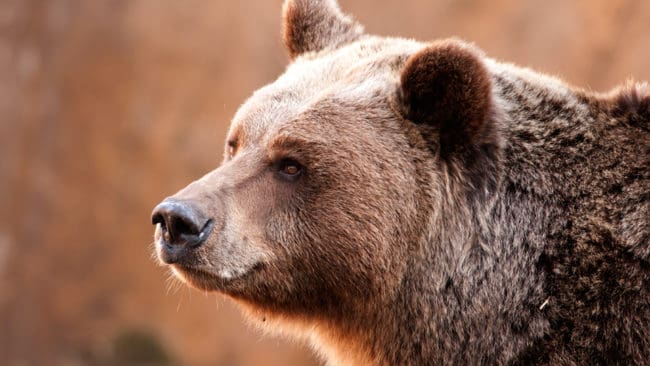 Idag kom domen från Förvaltningsrätten i Luleå om den överklagade licensjakten på 48 björnar i Dalarna. Kvoten är varken för liten eller för stor, anser rätten och ger därmed varken JRF eller Jaktkritikerna rätt.