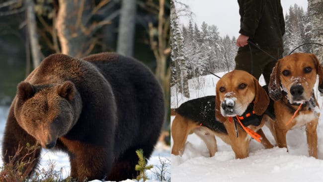 Björnforskare får tillstånd att jaga björn med hund på våren.