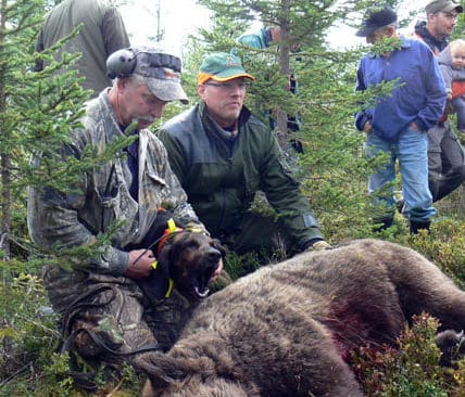 Bj&ouml;rnskytten Bengt fick f&auml;lla en bj&ouml;rn p&aring; sin f&ouml;rsta jaktdag n&aring;gonsin. P&aring; bilden syns ocks&aring; hundf&ouml;rare Per Persson men sin plotthund Ursus.