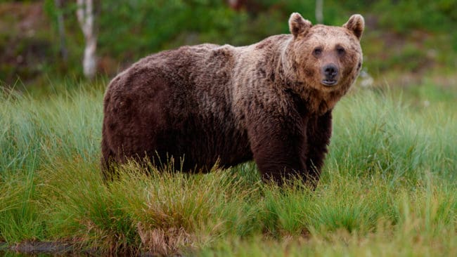 I år får endast 35 björnar fällas under licensjakten i Västernorrland. Minskningen med tio björnar i kvoten görs för att undvika att licensjakten måste slopas helt kommande år.